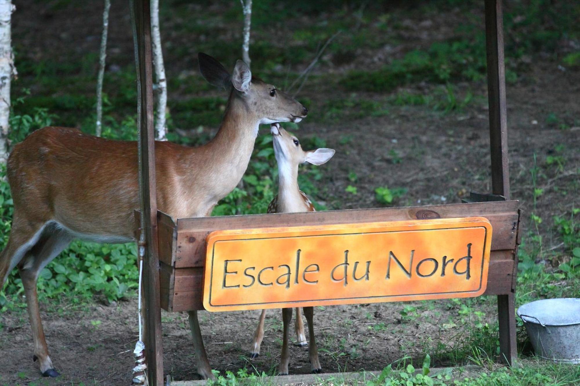 Escale Du Nord Acomodação com café da manhã Mont-Tremblant Exterior foto